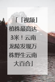 「视频」植株最高达3米！云南龙陵发现万株野生云南大百合