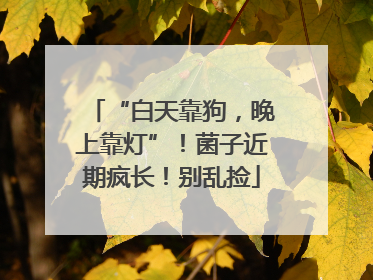 “白天靠狗，晚上靠灯”！菌子近期疯长！别乱捡