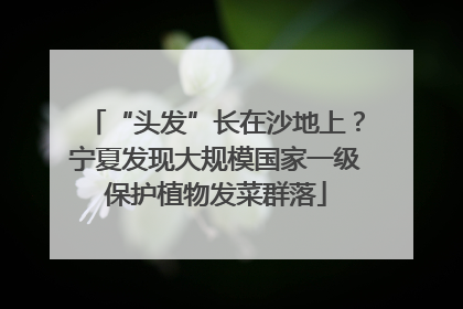“头发”长在沙地上？宁夏发现大规模国家一级保护植物发菜群落