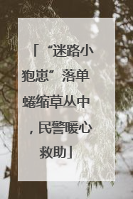 “迷路小狍崽”落单蜷缩草丛中，民警暖心救助