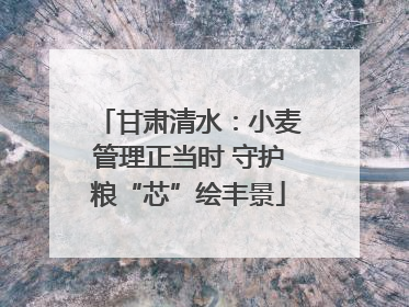 甘肃清水：小麦管理正当时 守护粮“芯”绘丰景