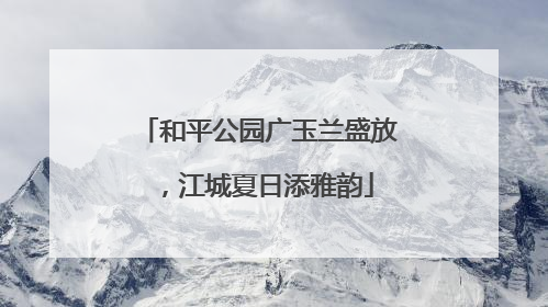 和平公园广玉兰盛放，江城夏日添雅韵