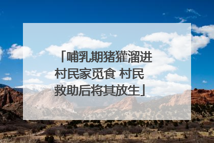 哺乳期猪獾溜进村民家觅食 村民救助后将其放生