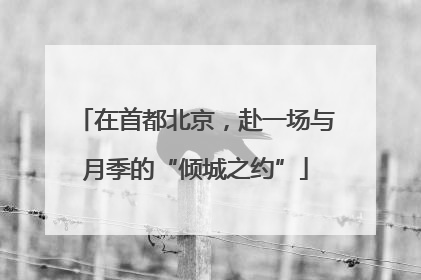 在首都北京，赴一场与月季的“倾城之约”