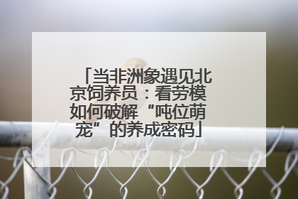 当非洲象遇见北京饲养员：看劳模如何破解“吨位萌宠”的养成密码