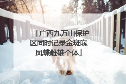 广西九万山保护区同时记录金斑喙凤蝶雌雄个体