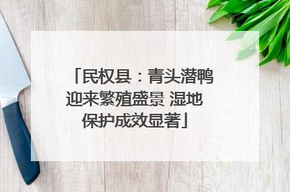 民权县：青头潜鸭迎来繁殖盛景 湿地保护成效显著