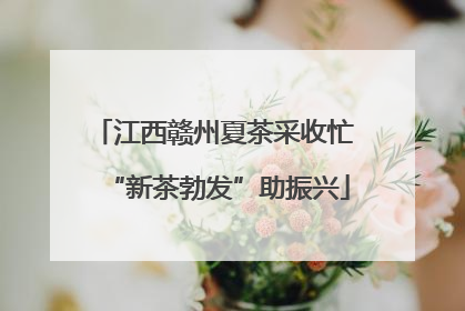 江西赣州夏茶采收忙 “新茶勃发”助振兴