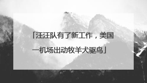 汪汪队有了新工作，美国一机场出动牧羊犬驱鸟