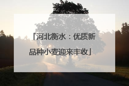 河北衡水：优质新品种小麦迎来丰收