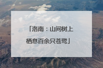 洛南：山间树上栖息百余只苍鹭