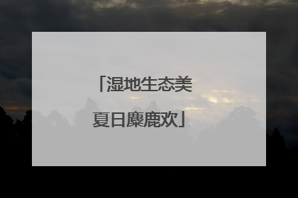 湿地生态美 夏日麋鹿欢
