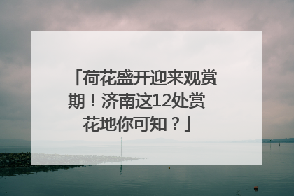 荷花盛开迎来观赏期！济南这12处赏花地你可知？