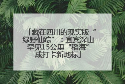 藏在四川的现实版“绿野仙踪”：宜宾深山罕见15公里“稻海”成打卡新地标