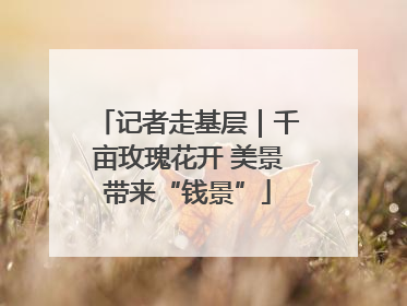 记者走基层｜千亩玫瑰花开 美景带来“钱景”