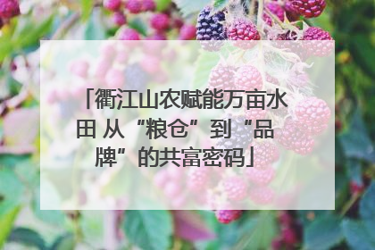 衢江山农赋能万亩水田 从“粮仓”到“品牌”的共富密码