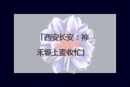西安长安：神禾塬上麦收忙