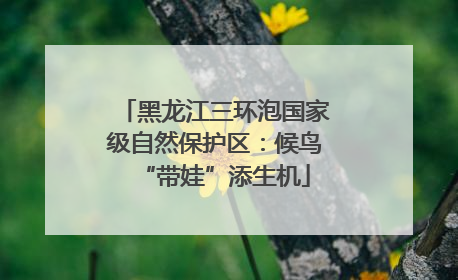 黑龙江三环泡国家级自然保护区：候鸟“带娃”添生机
